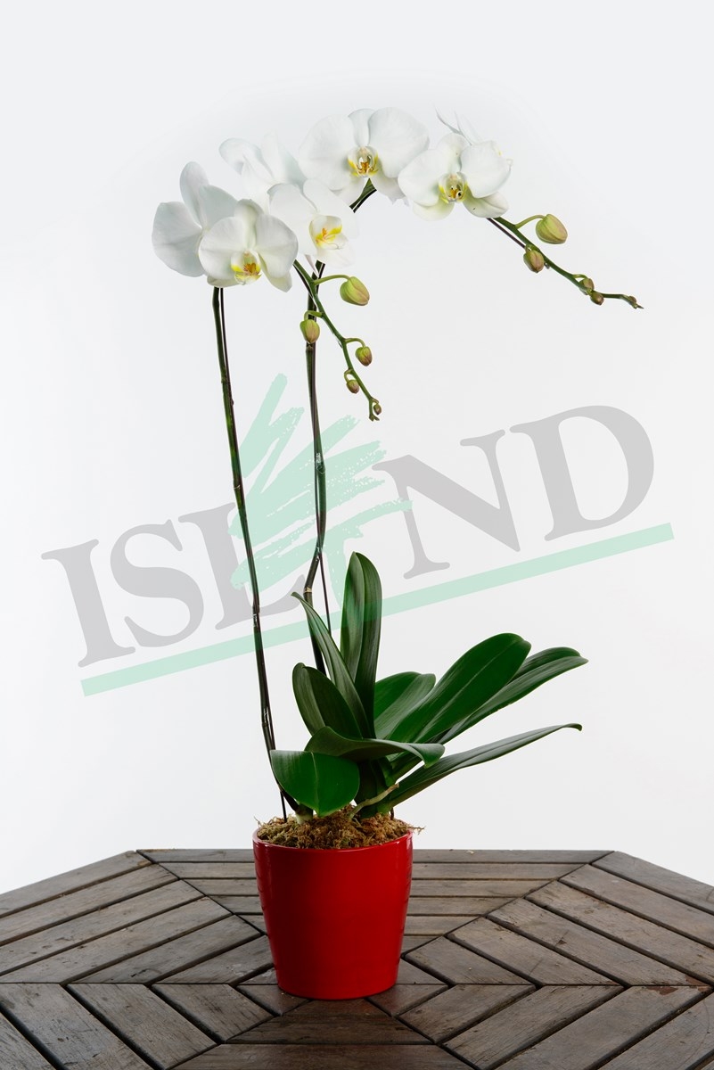 2 IN 1 WHITE ORCHID IN RED POT